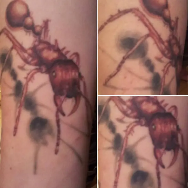 Ant Full Color