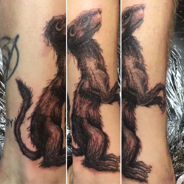 Ferret