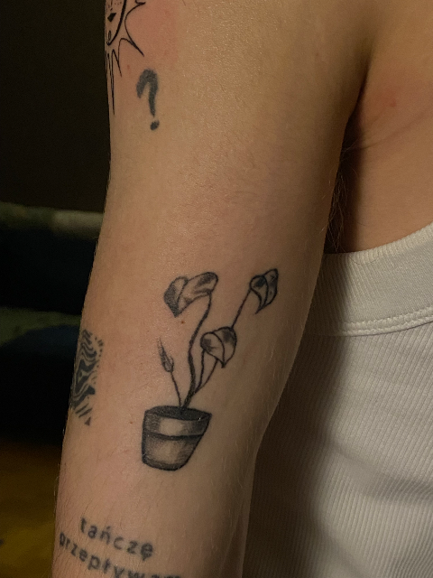 Healed monstera