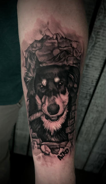 Animals