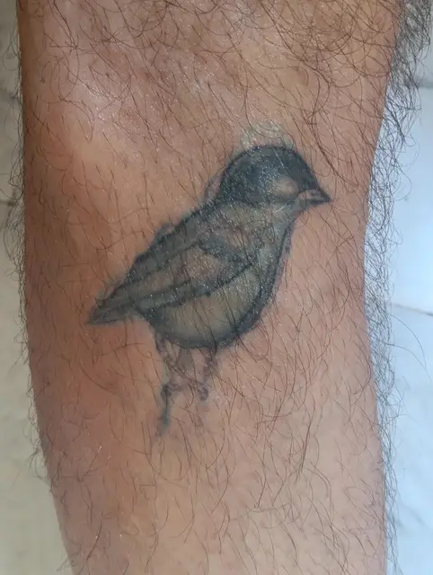Bird sketch (healed)